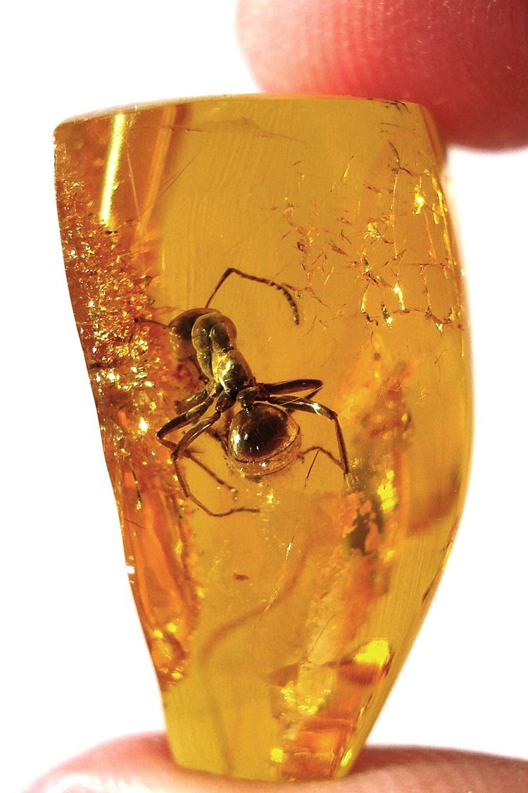 An ant inside Baltic amber