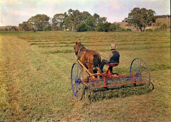 Horse-Drawn Hay Rakes